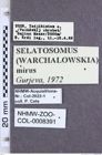 Etiketten zu Selatosomus mirus (Gurjeva, 1972) (NHMW-ZOO-COL-0008391)